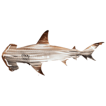 Load image into Gallery viewer, Libiyi Metal Shark Art - Libiyi