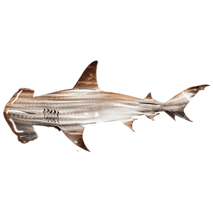 Libiyi Metal Shark Art - Libiyi